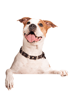 Egy ágaskodó kutya képe 1.