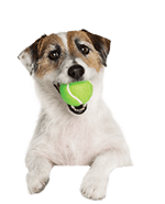 Egy ágaskodó kutya képe 2.