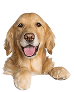 Egy ágaskodó kutya képe 3.