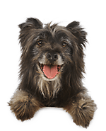 Egy ágaskodó kutya képe 4.