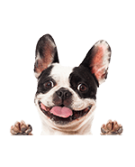 Egy ágaskodó kutya képe 5.