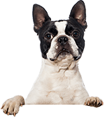 Egy ágaskodó kutya képe 6.