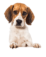 Egy ágaskodó kutya képe 7.