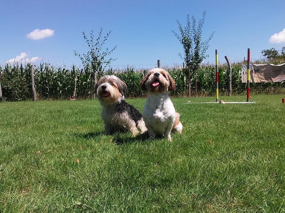 Két kutya ül a szép, zöld fűben.