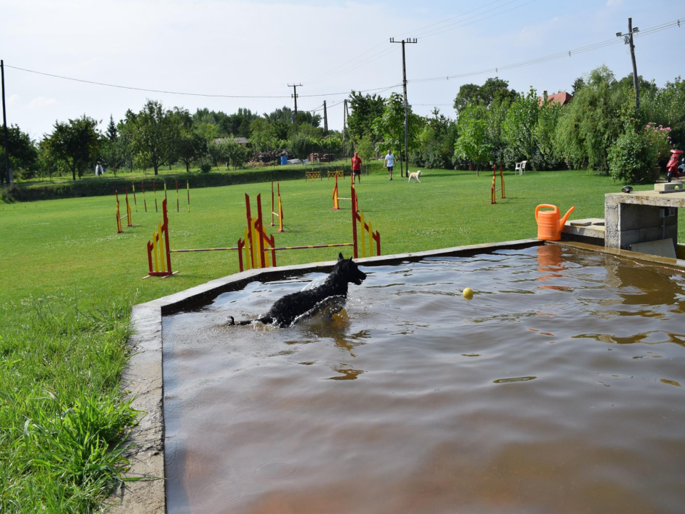 Kópé éppen beleugrik a vízzel teli fürdető medencébe.