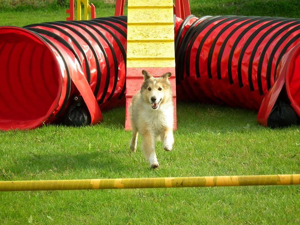 Egy kutya fut a kamera felé.