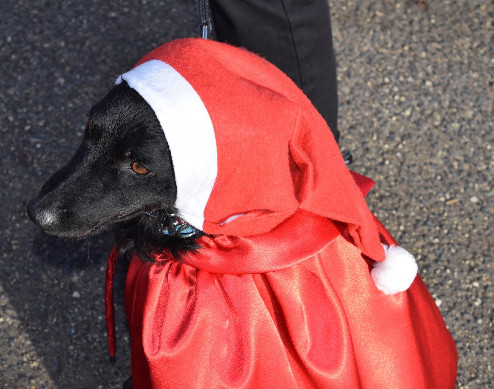 Kópé, a Mikulás segédje