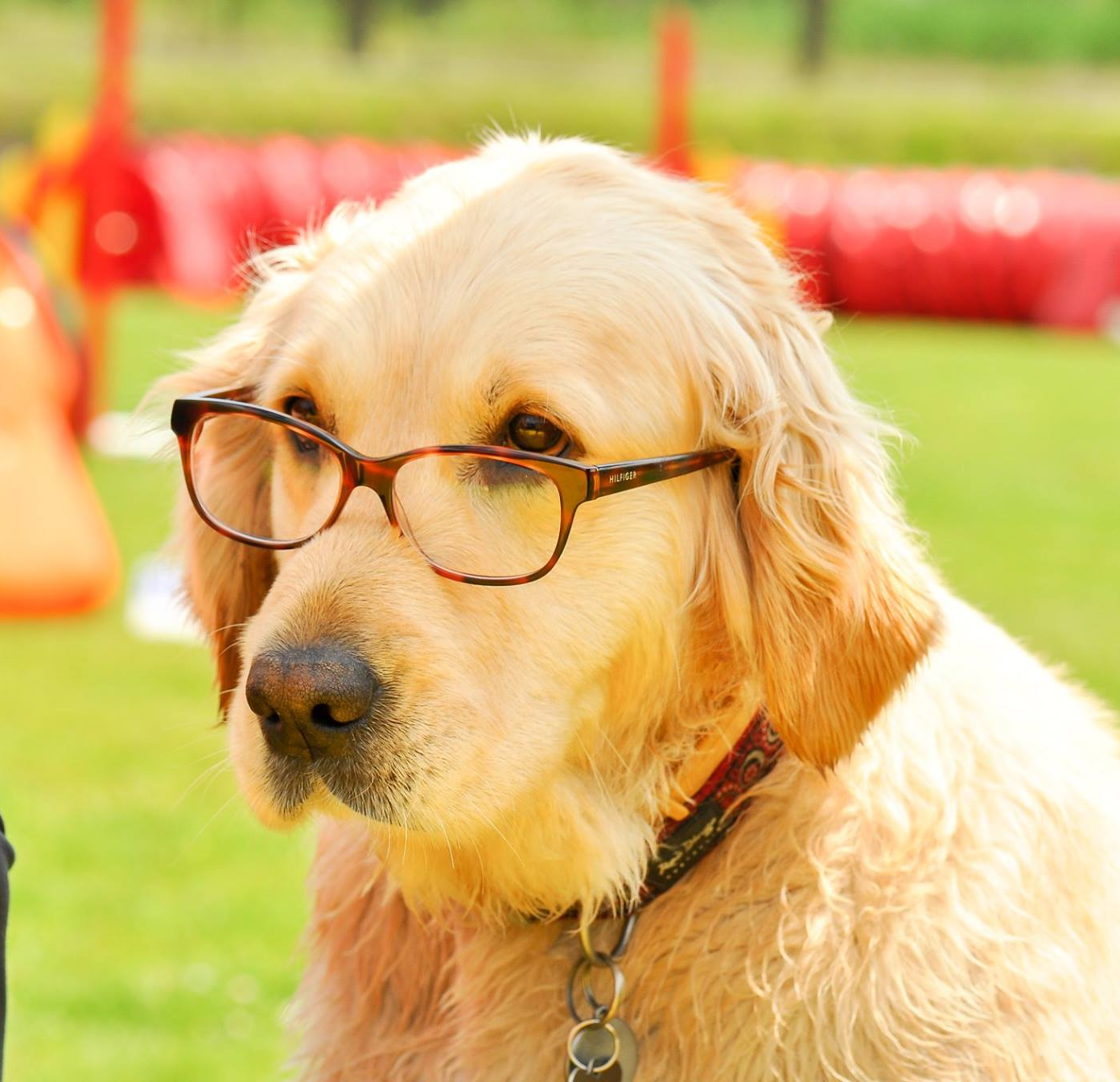 Szemüveges labrador