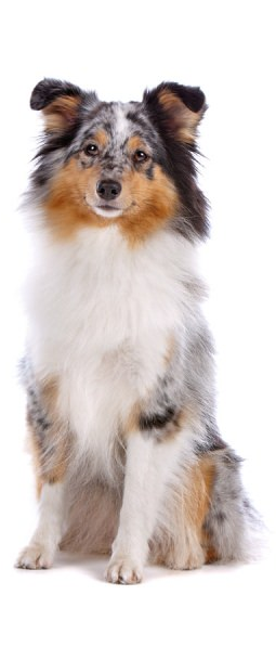 Egy kölyök shelti ül egy teljesen fehér háttér előtt.